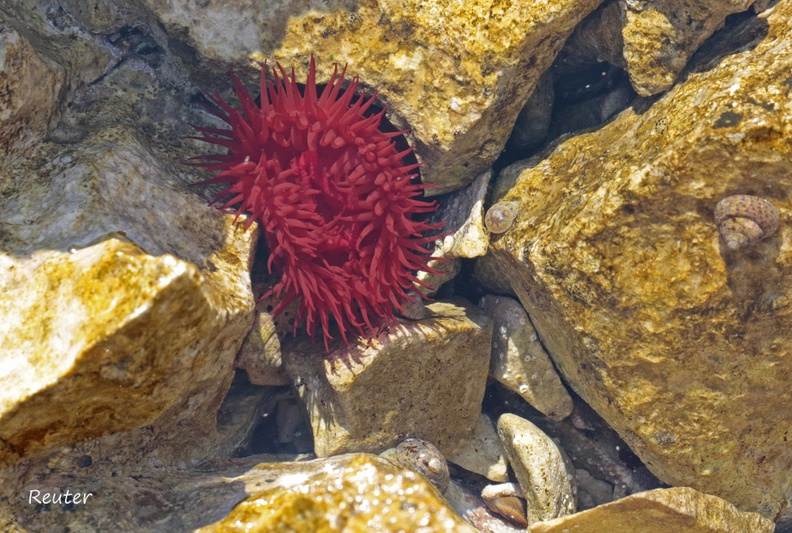 Purpurrose (Actinia equina)